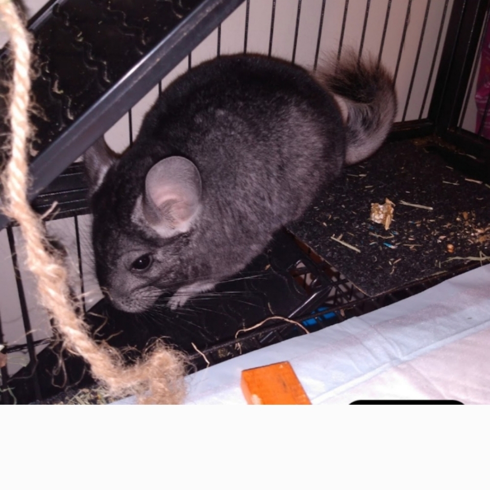 Meet The Rescues We Have - Picture 15 of 16